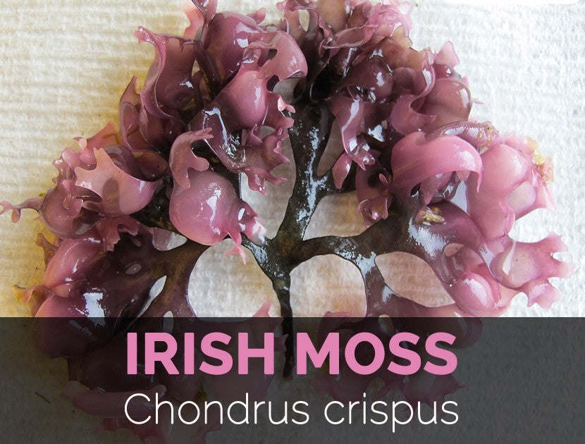 Chondrus crispus Sea Moss Gel – Jasper's Treasure